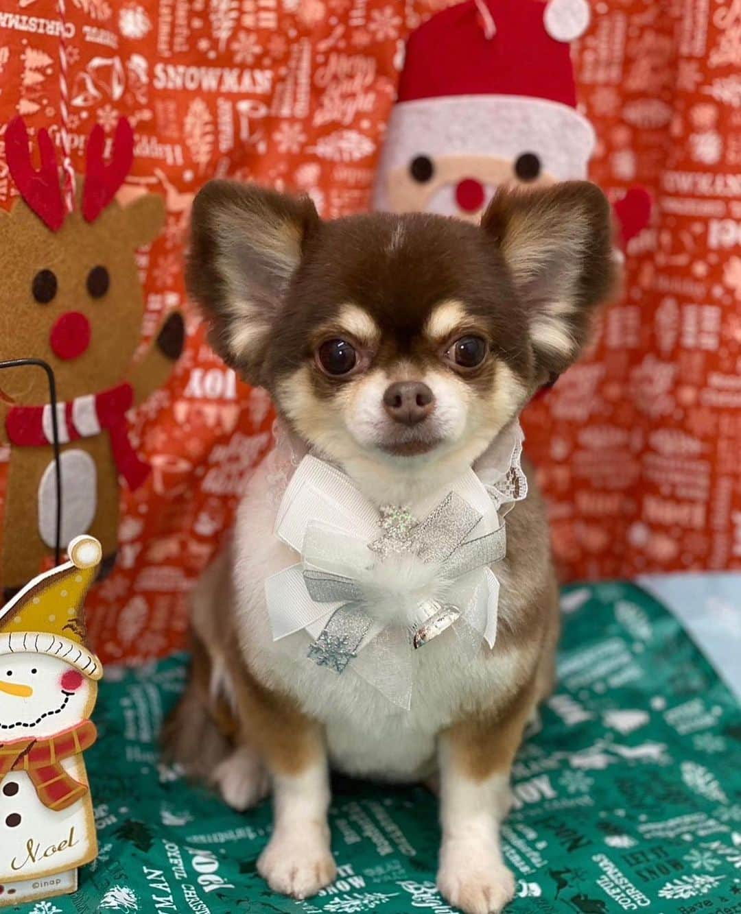 木村真野さんのインスタグラム写真 - (木村真野Instagram)「2022年最後のトリミング🥰 #チワワ  #chihuahua #vivi #love #family」12月14日 21時20分 - mayakimura5