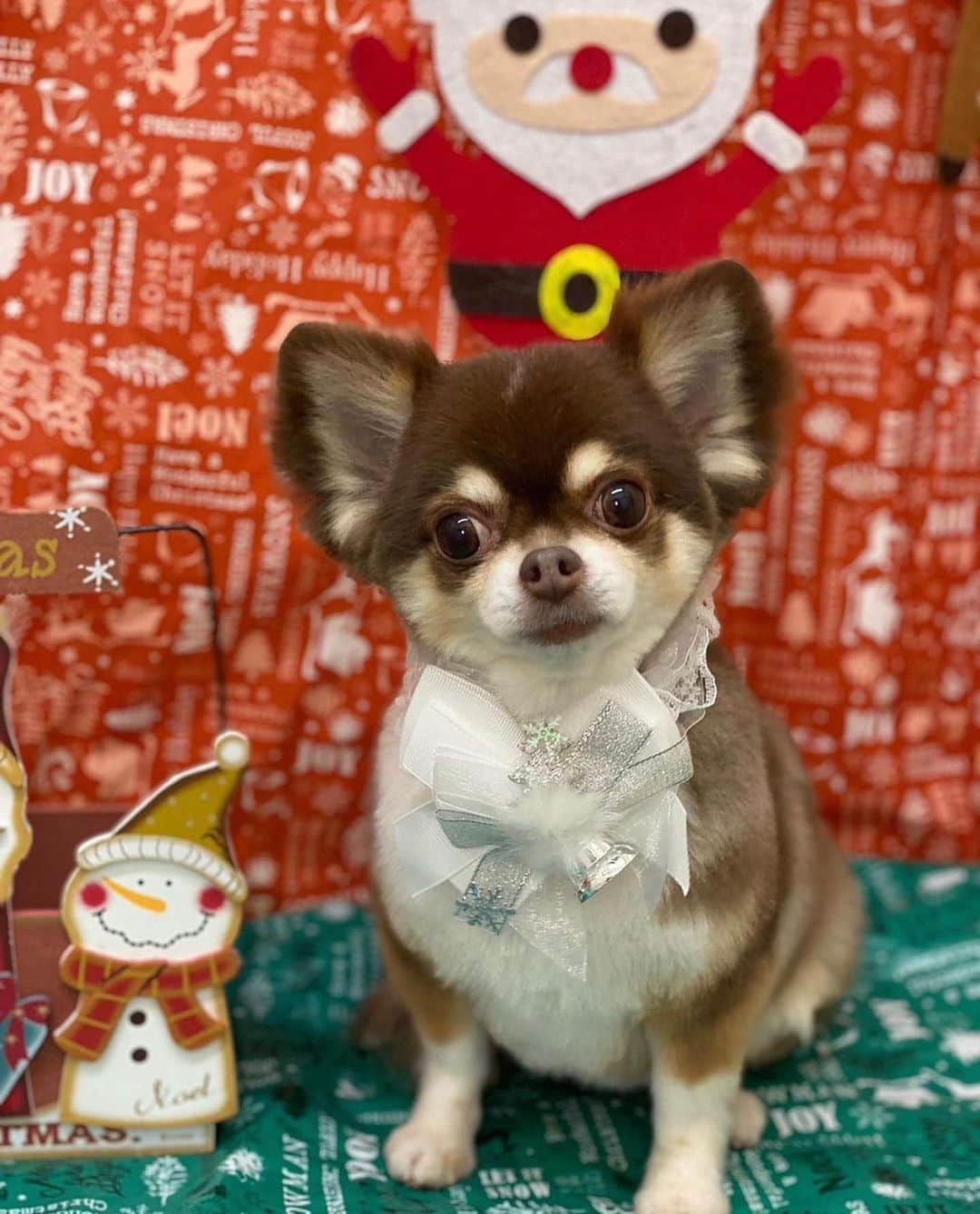 木村真野のインスタグラム：「2022年最後のトリミング🥰 #チワワ  #chihuahua #vivi #love #family」