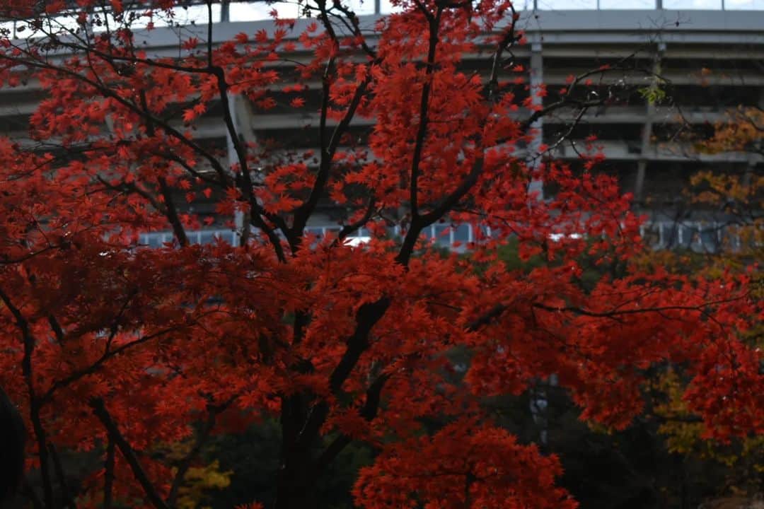 丸本凛さんのインスタグラム写真 - (丸本凛Instagram)「#横浜#yokohama#photooftheday」12月14日 21時24分 - rinmarumoto