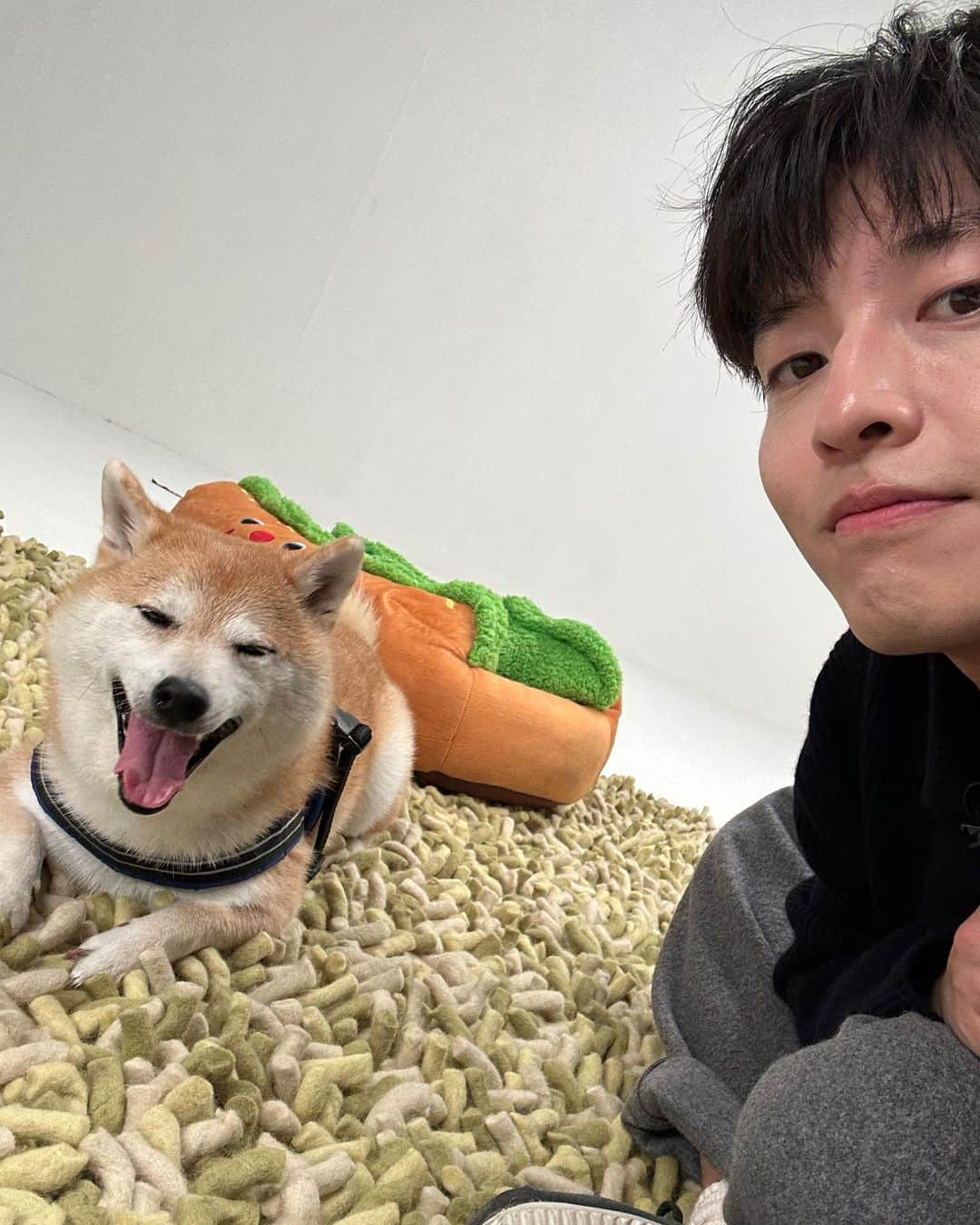 だいふくのインスタグラム：「いちょうの木の下でのカン・ハヌルさんとのお散歩写真よかったでしょー🐶❤️イエイ。 散歩のあとは、カン・ハヌルさんに遊んでもらったんだ〜。写真はツーショットを自撮りしたときのだよ。この様子はすべて動画で見られるから @ellejapan 公式YouTube🎬より要　check it out you!! だからね🐶😉　だいふくストーリーからも飛べるようにリンク🔗しておくよー。よろふくー🐾  #カンハヌル　#ハッピーニューイヤー　#カーテンコール　#椿の花咲く頃　#未生　#ミセン　#花より青春　#韓国ドラマ　#韓流ドラマ」