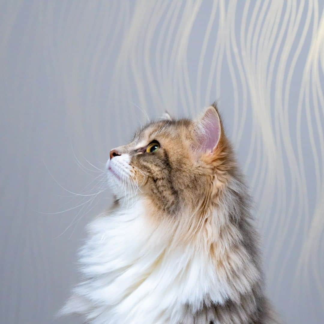 マアルのインスタグラム：「あずさん #🐈 #北海道 #旭川市 #猫専用ペットシッター #マアル #ねこは人を笑顔にする #猫好きさんと繋がりたい #ねこのいる生活 #猫のいる暮らし #nekoclub #catsofinstagram #cats_of_world #catstagram #ig_japan #excellent_kittens #topcatphoto #bestrew #exclusive_cats #ig_catclub #cat_features #meowbox #kings_cats #pocket_pets #happycatclub #cutecatshow #catloversclub」