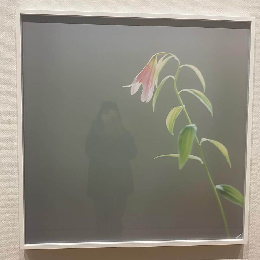 板谷由夏 のインスタグラム：「川内倫子さん　@rinkokawauchi  の写真は、鼻の奥がいつもツンとする。 ワンワン泣きたい気持ちを 我慢するから。 今年は20数年ぶりに倫子さんに 再会できた。 とても嬉しい年になりました。 東京オペラシティアートギャラリーにて @operacity_ag  18日まで。」