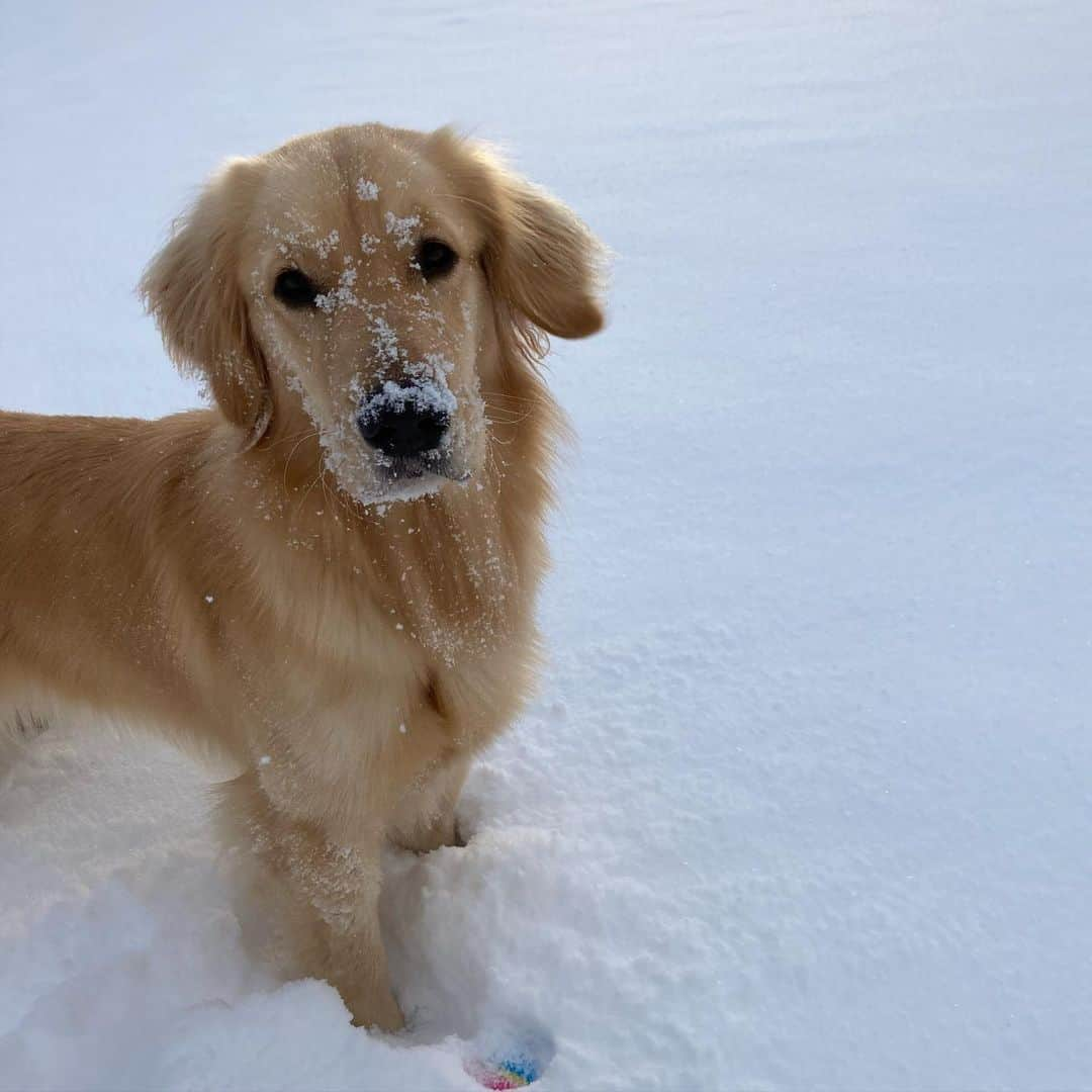 國母和宏のインスタグラム：「Powder❤️and 天使👼」