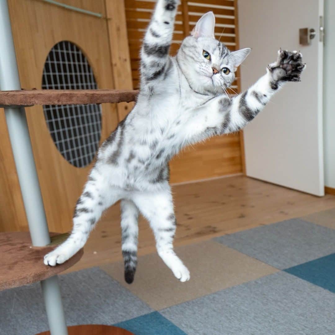 マアルのインスタグラム：「アリスさん #🐈 #北海道 #旭川市 #猫専用ペットホテル #マアル #ねこは人を笑顔にする #猫好きさんと繋がりたい #ねこのいる生活 #猫のいる暮らし #nekoclub #catsofinstagram #cats_of_world #catstagram #ig_japan #excellent_kittens #topcatphoto #bestrew #exclusive_cats #ig_catclub #cat_features #meowbox #kings_cats #pocket_pets #happycatclub #cutecatshow #catloversclub」