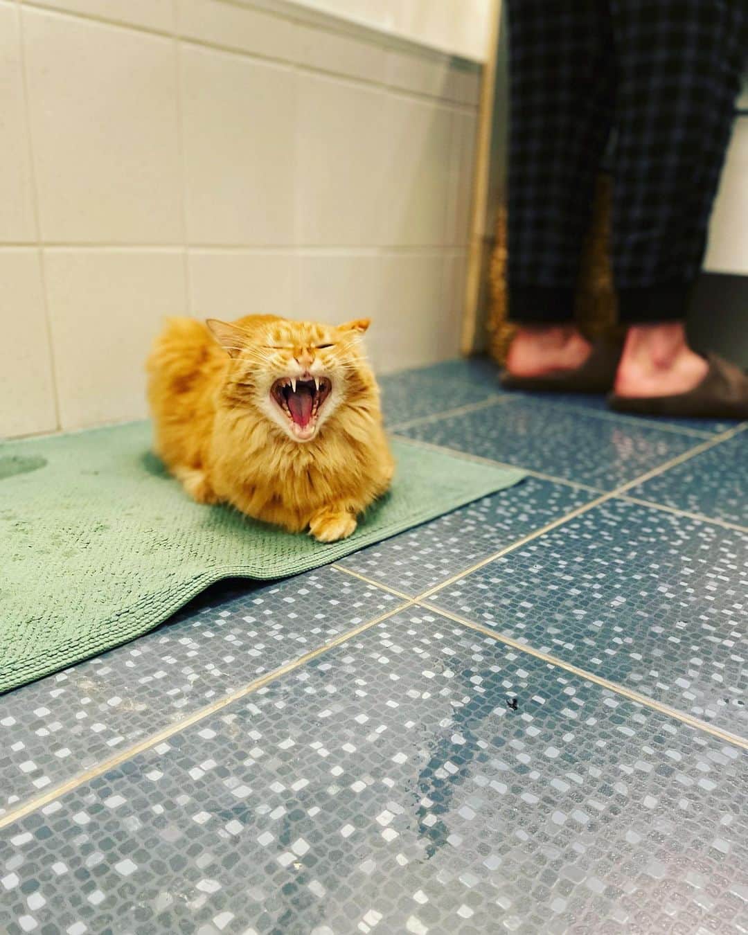 猫沢エミさんのインスタグラム写真 - (猫沢エミInstagram)「ママもパパもお風呂入るの遅いから、ボク眠くなっちゃったよ……ふわぁああ◯⚪︎゜  今夜も任務完了|ωΦ)✨  ボクはパリでふたりぶんの風呂斡旋業をしています。  #ユピ坊　#風呂斡旋猫ユピ坊  #猫パリ　#猫沢エミのインターナショナル五十路ライフシフト  #猫沢エミリーパリへ行く」12月16日 7時38分 - necozawaemi