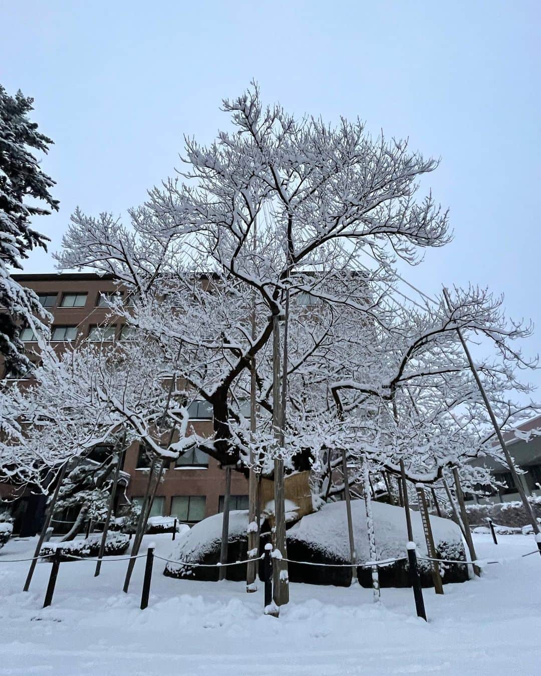 木村卓寛のインスタグラム：「冬の石割桜と春の石割桜。  #盛岡 #岩手」