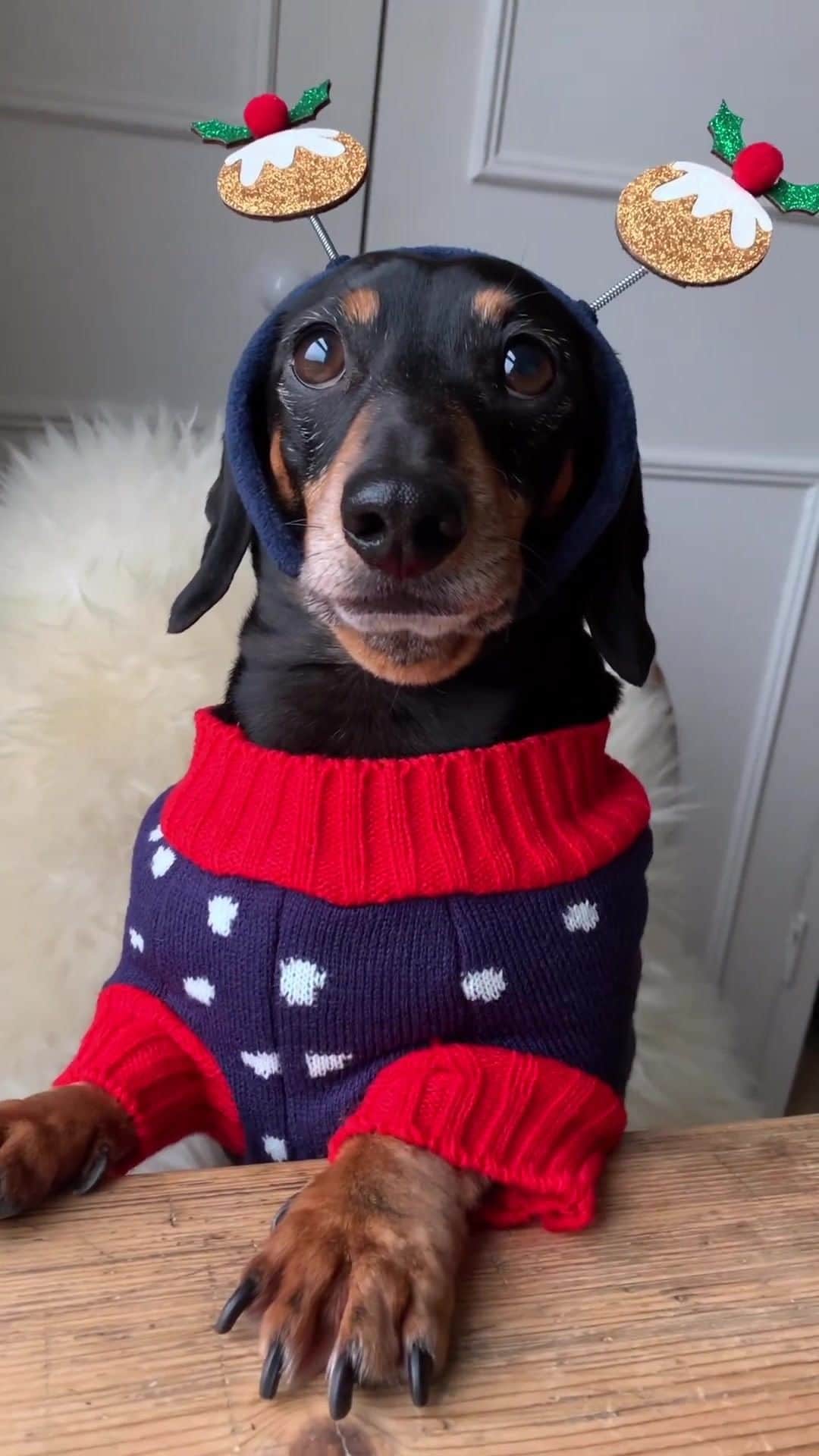 アクセサライズのインスタグラム：「Pudding on my favourite jumper for Christmas! @brunotheminidachshund 🐶✨」