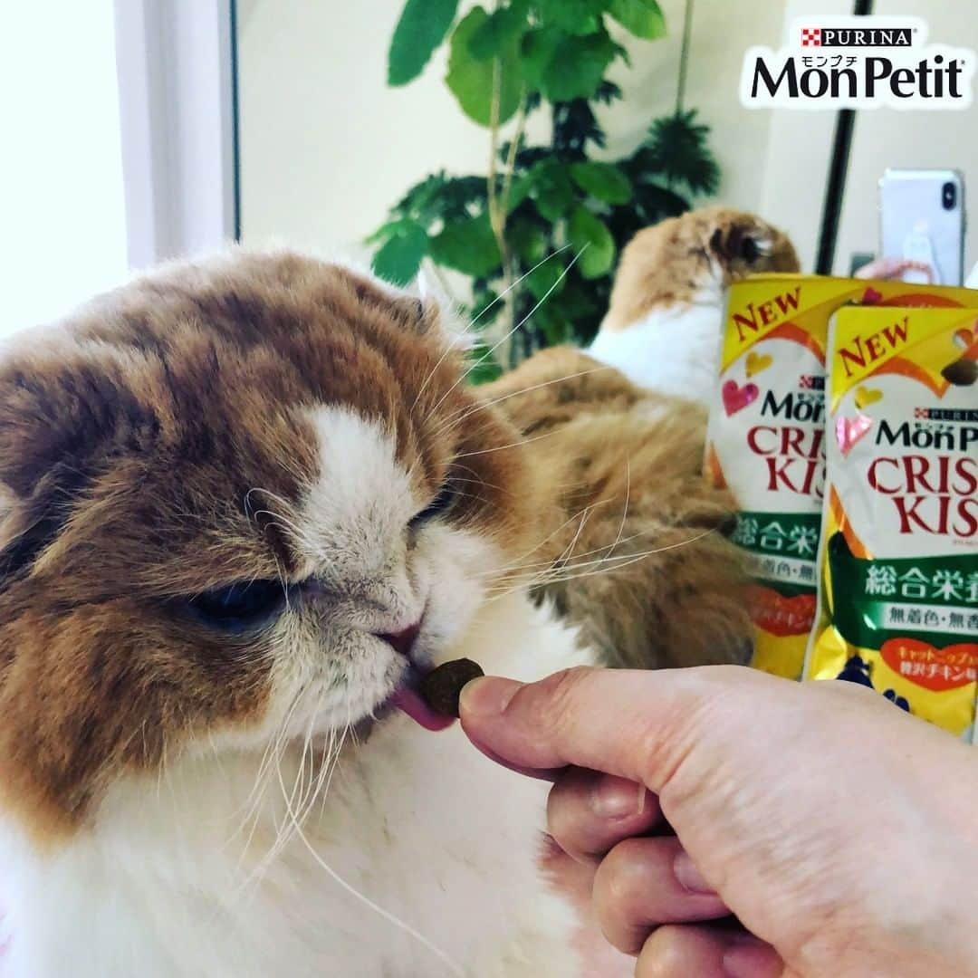 Purina Mon Petit Japanさんのインスタグラム写真 - (Purina Mon Petit JapanInstagram)「皆さんはもう試されましたか？  #モンプチ #クリスピーキッス から、オヤツとしても主食としてもネコちゃんに楽しんでいただける『総合栄養食』シリーズが発売中♪  ネコちゃんが夢中になる味わいで大人気の「クリスピーキッス」へ、ネコちゃんに必要な栄養をバランスよく配合🐈  あなたのネコちゃんへの愛がきっと伝わるはず♡  詳しくはプロフィールの「モンプチ」公式HPからチェックしてね☺」12月16日 16時43分 - monpetit_jp