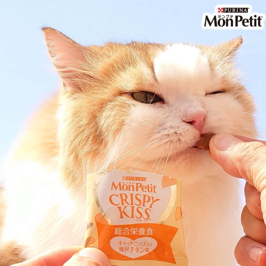 Purina Mon Petit Japanのインスタグラム