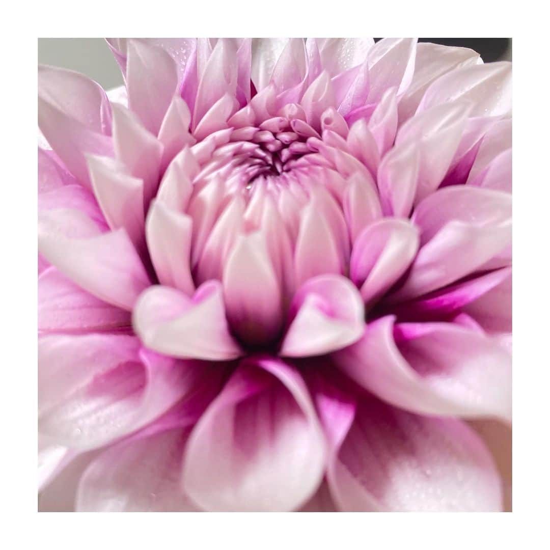 大島璃音さんのインスタグラム写真 - (大島璃音Instagram)「.  色と咲き方が美しくて一目惚れ。 あまり持たないよ〜と言われていましたが、 何日間もお部屋を彩ってくれています。嬉しい😌  気付いたら目が奪われている。 そんなダリアの美しい佇まいに憧れます💭  #ダリア #お花のある暮らし」12月16日 18時35分 - rinon_ohshima