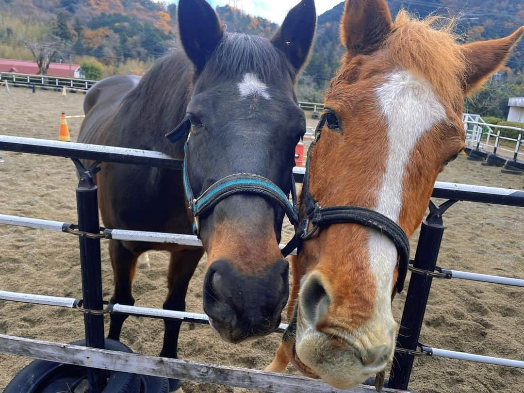 ゆきのしんさんのインスタグラム写真 - (ゆきのしんInstagram)「今日は、ユキノビジンの2番仔のユキノクエーサーに会ってきました！ 愛ある方々に支えられて、元気になって、またよだれを垂らしながらリンゴを食べる姿を見れて幸せでした😭  お見送りも豪華で、テイルくん、ノアくんもありがとう🥺❤️ #馬  #ユキノクエーサー  #ユキノビジン  #岐阜市乗馬会」12月16日 21時41分 - yukino__shin