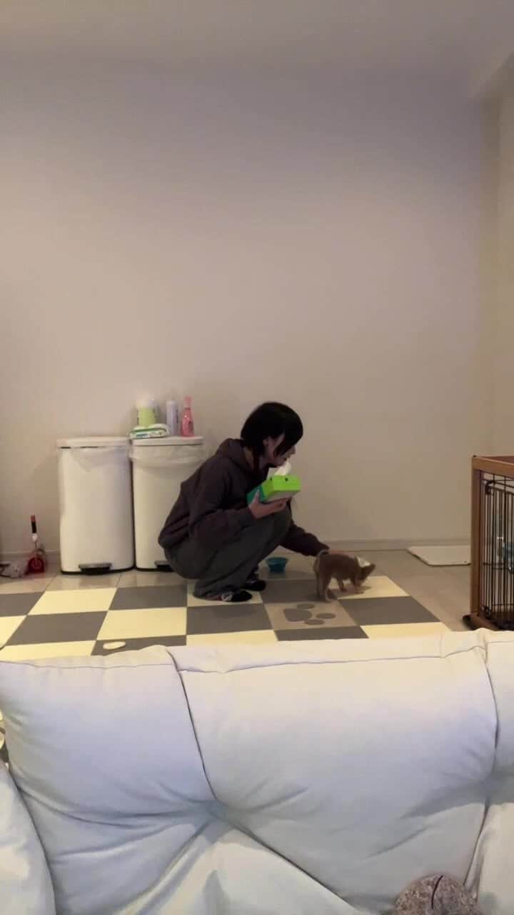 のインスタグラム：「犬がオロナミンCしました。」