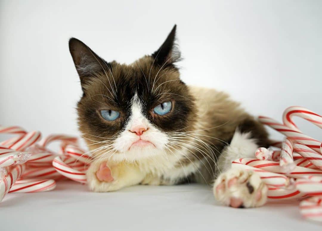 Grumpy Catさんのインスタグラム写真 - (Grumpy CatInstagram)12月17日 6時28分 - realgrumpycat