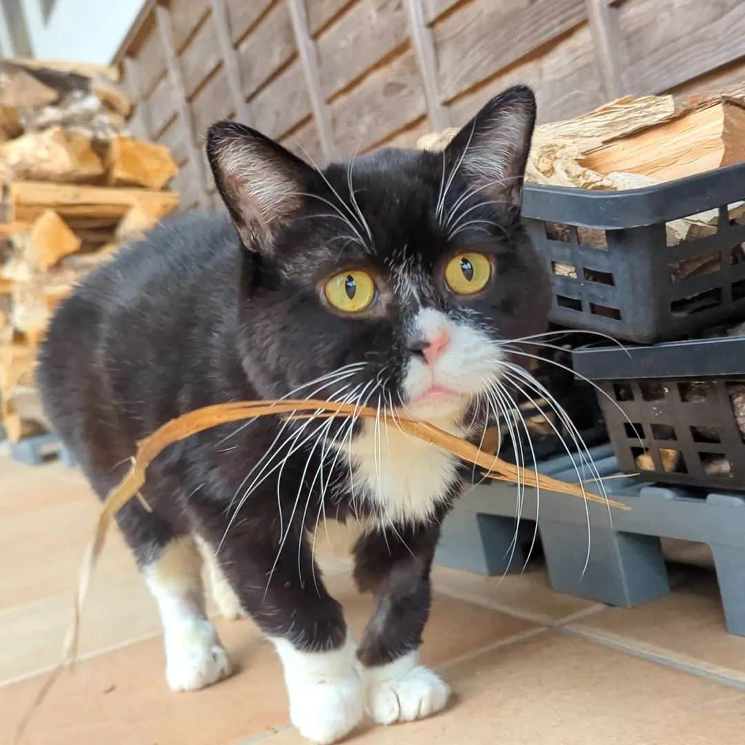 もんたの日常のインスタグラム：「あごに草付ける猫⁡ ⁡#もんたの日常  #猫好きさんと繋がりたい  #dwarfcat #catstagram #cat #ジト目 #猫」