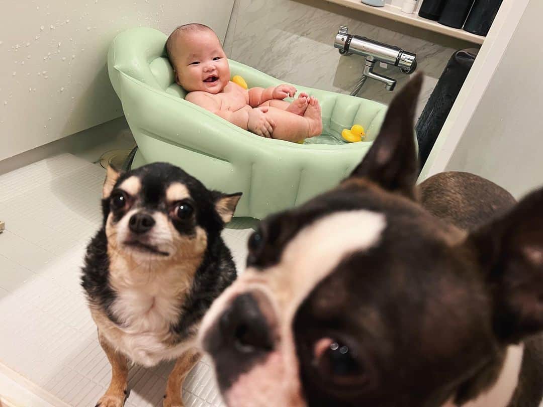 のインスタグラム：「赤子のお風呂見守り隊𓅿⑅  こっちゃん座った状態なら 頭からシャワーかけても泣かなくなりました👏🏻🫧 毎日お風呂で水遊びしてる甲斐があった🥹  いつまでベビーバス使ってんのって話なんだけど 私と別で入る時はこのスタイル。w 身長的に無理になるまで使いそう… まぁ…危なくなきゃいいよね🛁*。w . . #いつまでも#ベビーバス#大活躍 #出産準備購入品#1番いい買い物 #令和4年ベビー#女の子ベビー」