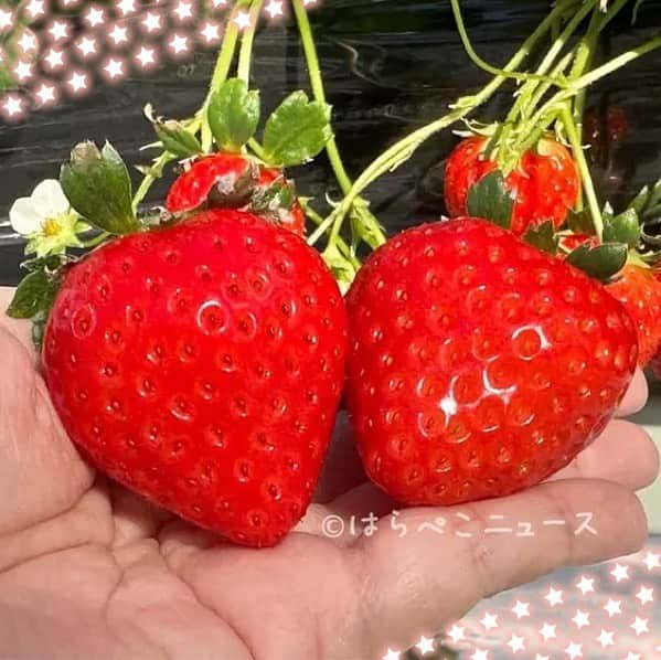 野山苺摘（グルメライター・グルメ探偵）のインスタグラム：「🍓いちごテロ🍓 ⁡ 「グランベリー大地」 ⁡ ✨空中いちご園でいちご狩り✨ ⁡ 本日、12月17日(土)オープン！ ⁡ 上下に動く可動式タイプの栽培棚で、立ったまま苺を食べ放題！ ⁡ 「あまおとめ」や「恋みのり」など7品種が味わえます💕 ⁡ 詳しい実食レポートは↓ https://harapeco.news/granberry-joso/  ⁡ ⁡ 🍓🍓🍓🍓🍓🍓🍓🍓🍓🍓🍓🍓🍓🍓🍓🍓 ⁡ #いちご #苺 #イチゴ #いちごテロ #ストロベリー #飯テロ #空中いちご園 #空中いちご狩り #strawberry #いちごライター #いちごあつめ #いちご狩り #いちご🍓 #グランベリー大地 #いちご集め #茨城グルメ #🍓 #いちご大好き #いちご好きな人と繋がりたい #いちごの想い出 #あまおとめ #恋みのり ⁡ 🍓🍓🍓🍓🍓🍓🍓🍓🍓🍓🍓🍓🍓🍓🍓🍓」