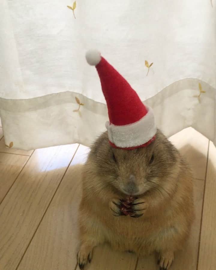 のインスタグラム：「くんた。Kunta. 無理矢理サンタ帽を被せられてる くんたサンタ🎅🏼の動画も出てきたので こちらも載せておきます。 スワイプしてね👉🏻 白状すると 確かこの時 帽子の接地面に両面テープ付けてました😂 ごめんなさい🙇🏻‍♀️😅 害がないよう強力なテープではありません。 だから全然くっつきませんでした😂 #prairiedog #プレーリードッグ #ふわもこ部 もうすぐ @coricci_drawing さんの #クリスマスのまちあわせ #coricciさん大丈夫かな腱鞘炎 #ご自愛ください」