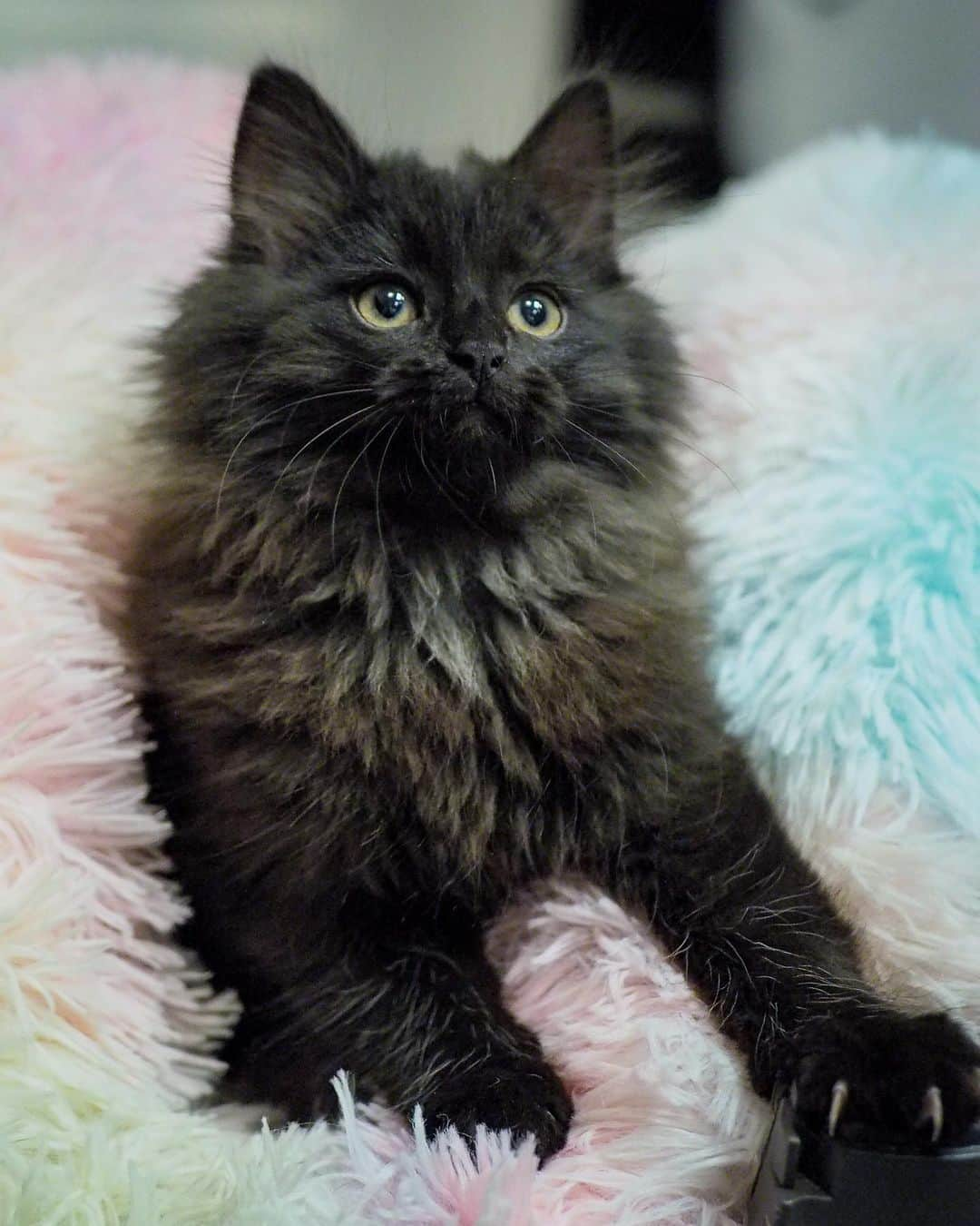 スターリンさんのインスタグラム写真 - (スターリンInstagram)「Behold this kitten overload! 😻We decided to adopt a kitten! This is Makkura. It is Japanese for "pitch dark" 🖤 She is just settling in and turns out to be quite a tough little furball 😼 She has just discovered that Hissi's wagging tail can be fun to attack. A doggo 50 times heavier is no match for Ma! 😺💛 She's also slowly getting closer to our beloved dictator and sidekick, and we expect they will be seen playing together before we know it 🥰  Very happy news indeed, sadly we also have sad news this time. Simba wasn't too happy with the new living situation and didn't come back at his usual time two months ago. We have hung posters in our area, talked to neighbours and used local lost pet groups on SoMe. No luck yet. We're hoping he suddenly returns to us one happy day 💔 Thankfully he is chipped, and being a Norwegian forest cat, should be better prepared for a cold winter than many. Fingers crossed 🤞🏻  I'm sure there'll be more Makkura to see here in the near future 😺💛」12月17日 23時55分 - stalinthecat