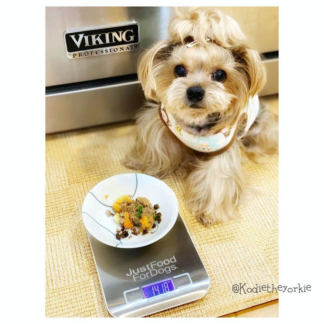 Kodie Bearさんのインスタグラム写真 - (Kodie BearInstagram)「🐶💭Breakfast 🍳 at 7 a.m. every morning. How much do you eat per meal? I eat 1.3 ounces three times a day. 👨‍🍳Daddy cooks my food, keeps me healthy- and uses scale ⚖️every time🔍.」12月18日 2時28分 - kodietheyorkie