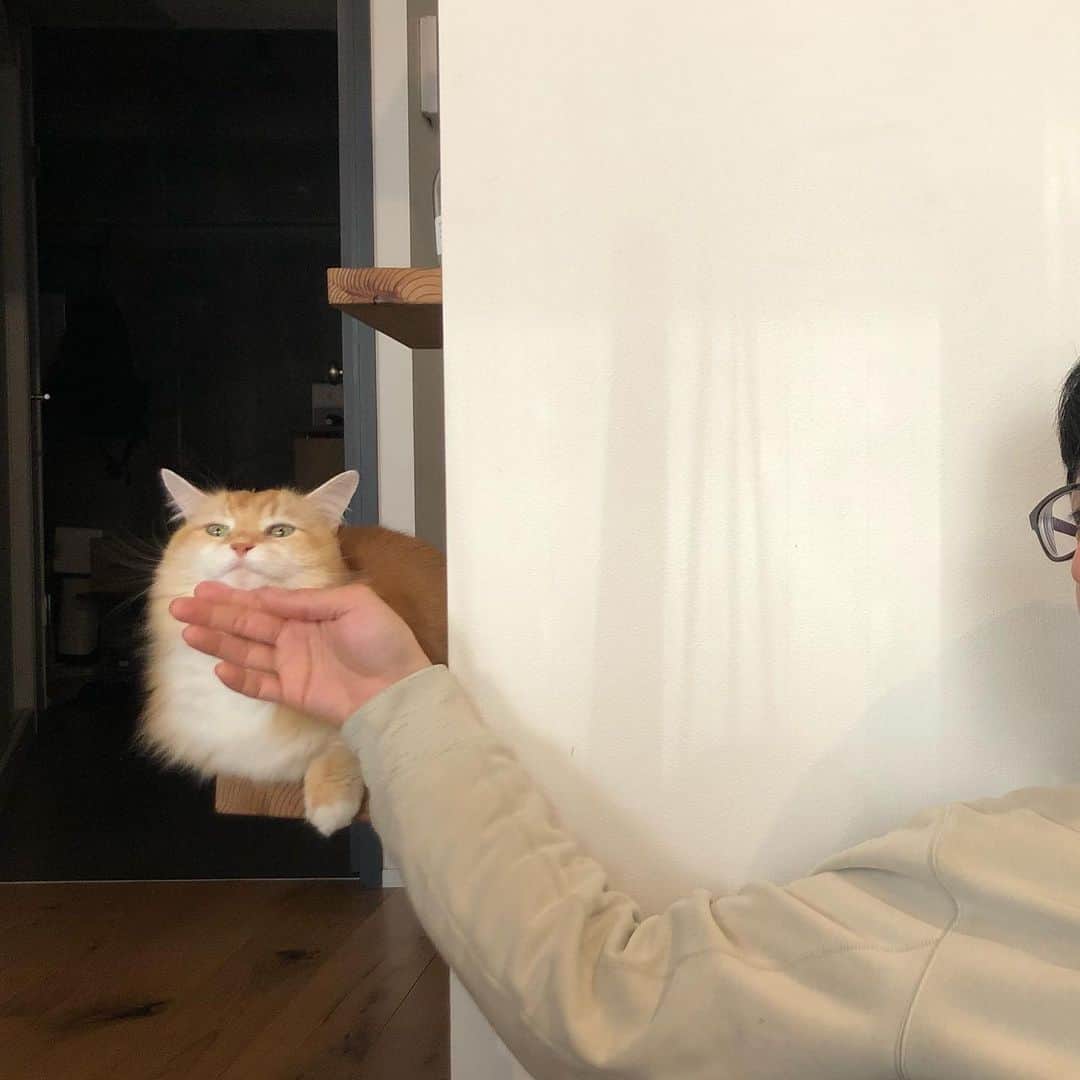 pon_0507のインスタグラム：「2022.12.18  しゃくれぽんちゃん  #おじさんと猫 #ぽん #マンチカン #猫部」