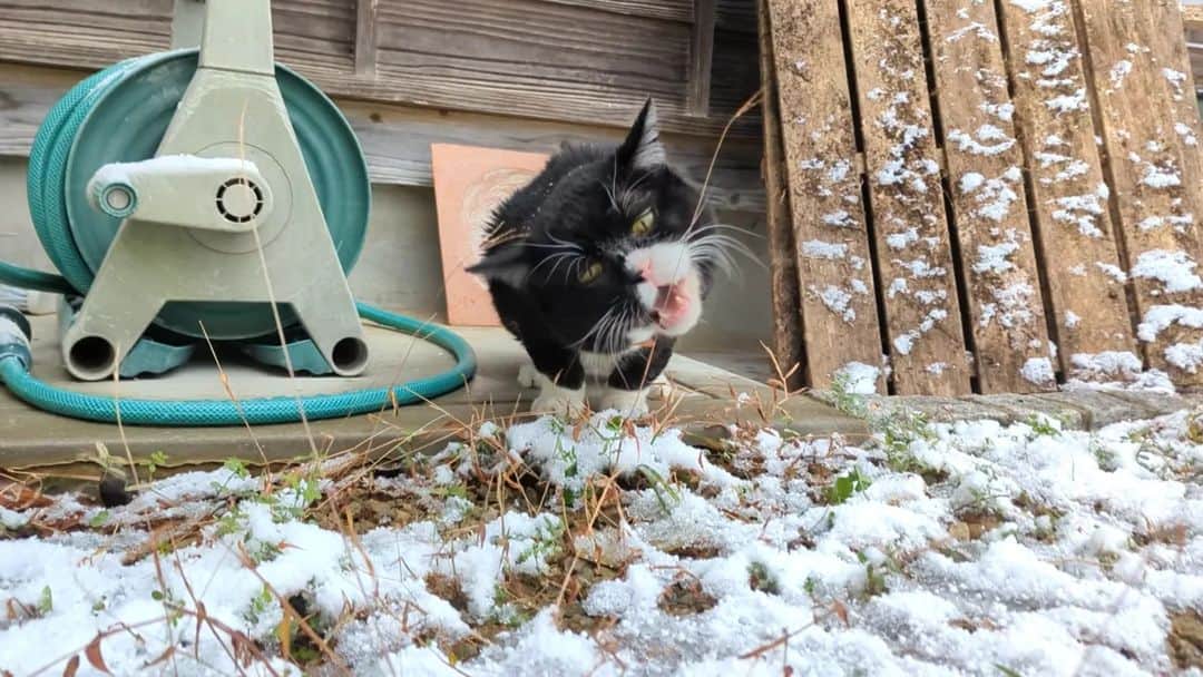 もんたの日常さんのインスタグラム写真 - (もんたの日常Instagram)「朝起きたら雪が積もってました⁡ ⁡#もんたの日常  #雪 #猫好きさんと繋がりたい  #dwarfcat #catstagram #cat #ジト目 #猫」12月18日 12時01分 - montanonichijo