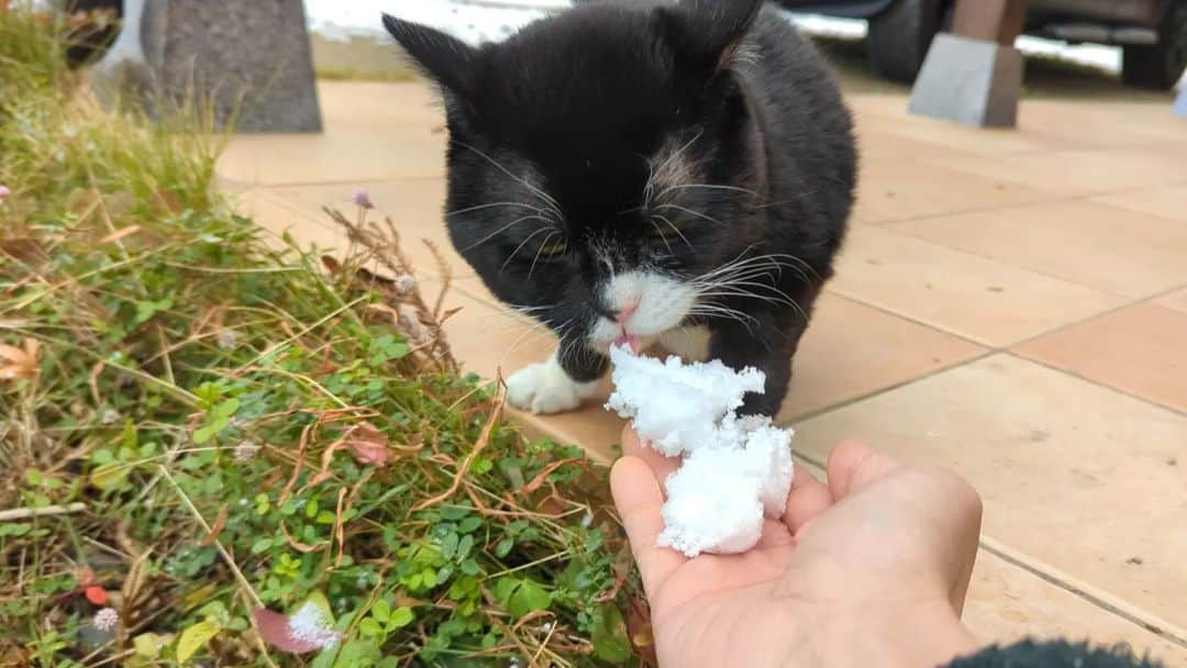 もんたの日常さんのインスタグラム写真 - (もんたの日常Instagram)「朝起きたら雪が積もってました⁡ ⁡#もんたの日常  #雪 #猫好きさんと繋がりたい  #dwarfcat #catstagram #cat #ジト目 #猫」12月18日 12時01分 - montanonichijo