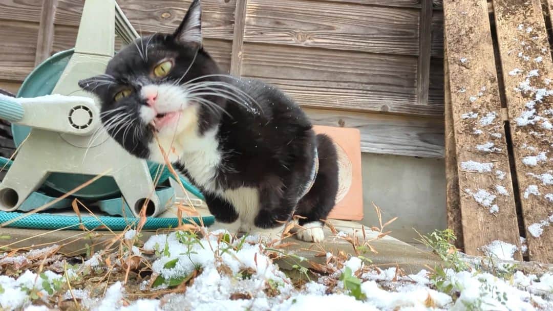 もんたの日常さんのインスタグラム写真 - (もんたの日常Instagram)「朝起きたら雪が積もってました⁡ ⁡#もんたの日常  #雪 #猫好きさんと繋がりたい  #dwarfcat #catstagram #cat #ジト目 #猫」12月18日 12時01分 - montanonichijo