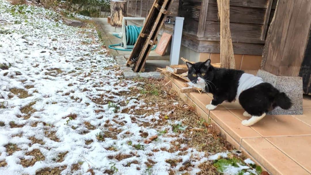 もんたの日常のインスタグラム：「朝起きたら雪が積もってました⁡ ⁡#もんたの日常  #雪 #猫好きさんと繋がりたい  #dwarfcat #catstagram #cat #ジト目 #猫」