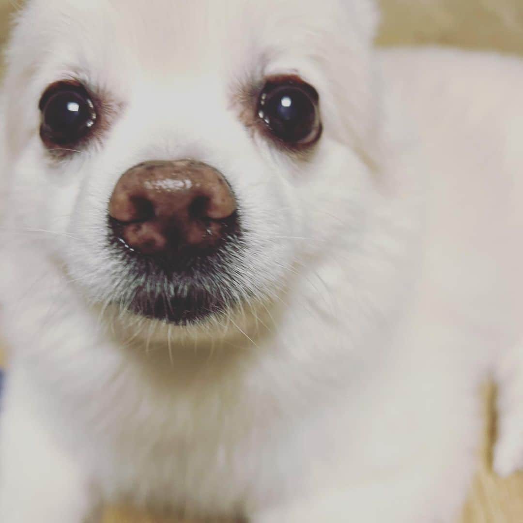 のインスタグラム：「うちの子❤︎  #dog #cawaii #老犬さんです #いつもそばにいてくれる」
