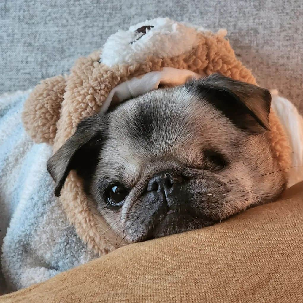 ピューディパイさんのインスタグラム写真 - (ピューディパイInstagram)「Said farewell to my little Maya 💔 this morning.. 17 years is a long time for a pug, but no time in the world would've ever been enough.. I didn't think I could love a dog as much as I loved her.. ❤️ Thank you for all the wonderful time we got to spend with you ❤️ Thank you for always making my days brighter ❤️ Thank you for bringing me closer to Marzia♥️ I will miss you so much and I already do.. you will always be in my heart Maya ♥️♥️♥️」12月18日 14時56分 - pewdiepie