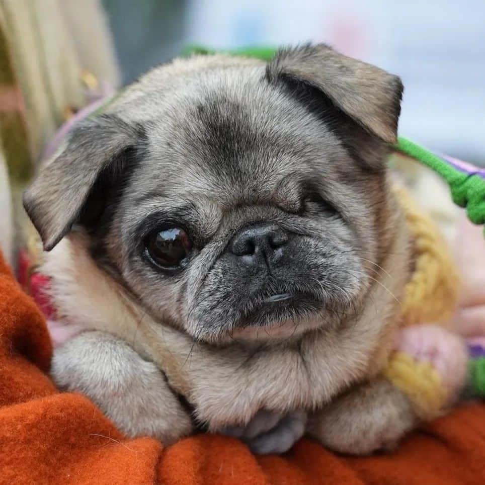 ピューディパイさんのインスタグラム写真 - (ピューディパイInstagram)「Said farewell to my little Maya 💔 this morning.. 17 years is a long time for a pug, but no time in the world would've ever been enough.. I didn't think I could love a dog as much as I loved her.. ❤️ Thank you for all the wonderful time we got to spend with you ❤️ Thank you for always making my days brighter ❤️ Thank you for bringing me closer to Marzia♥️ I will miss you so much and I already do.. you will always be in my heart Maya ♥️♥️♥️」12月18日 14時56分 - pewdiepie