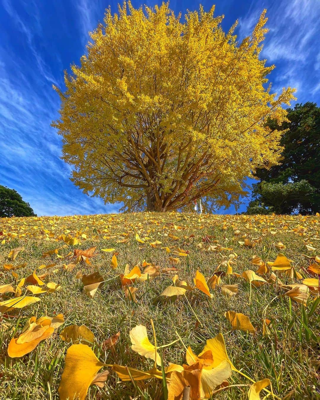 leo7000さんのインスタグラム写真 - (leo7000Instagram)「そろそろ終わりかな今年の黄葉🍁🍂 毎年楽しみにしてる地面からニョッキリ、職場の木です‼︎😄👋🏻  #Shotoniphone #9vaga9 #myheartinshots #9vaga_flowersart9  #quintaflower #ponyfony_flowers #team_jp_flower #loves_garden  #wp_flower #私の花の写真」12月18日 19時52分 - leo7000