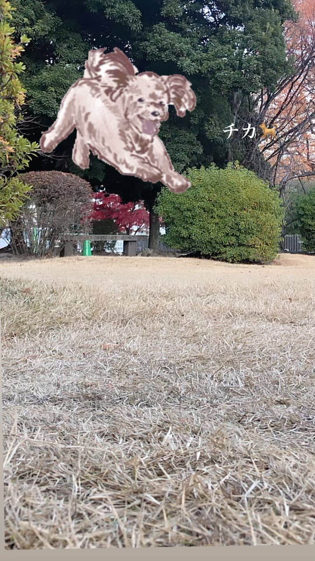 廣瀬純のインスタグラム：「オフはチカ🐕と散歩が日課です。  #チカ散歩 #純散歩」