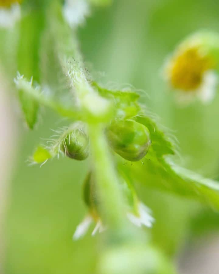 のインスタグラム：「☾·̩͙⋆  この間の、 趣味の園芸にて マクロレンズで撮影した植物たち。  と、ニット。  たまには視点を変えてみると、 世界には美しい物がたくさんあるのだと気付かされますね…   #趣味の園芸」