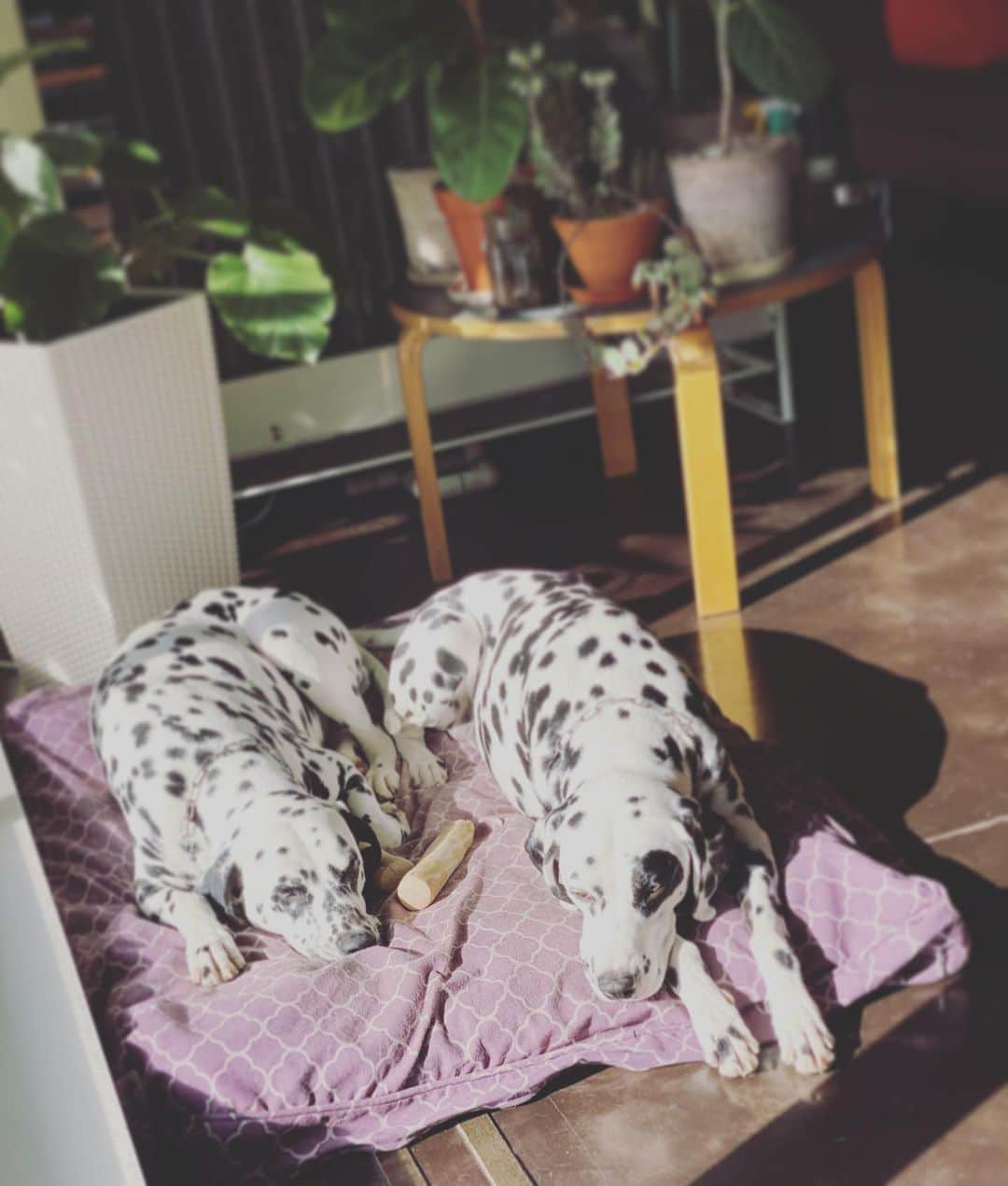 高岡早紀 さんのインスタグラム写真 - (高岡早紀 Instagram)「ふたりで仲良く日向ぼっこ。。  #dalmatians」12月19日 17時29分 - saki_takaoka