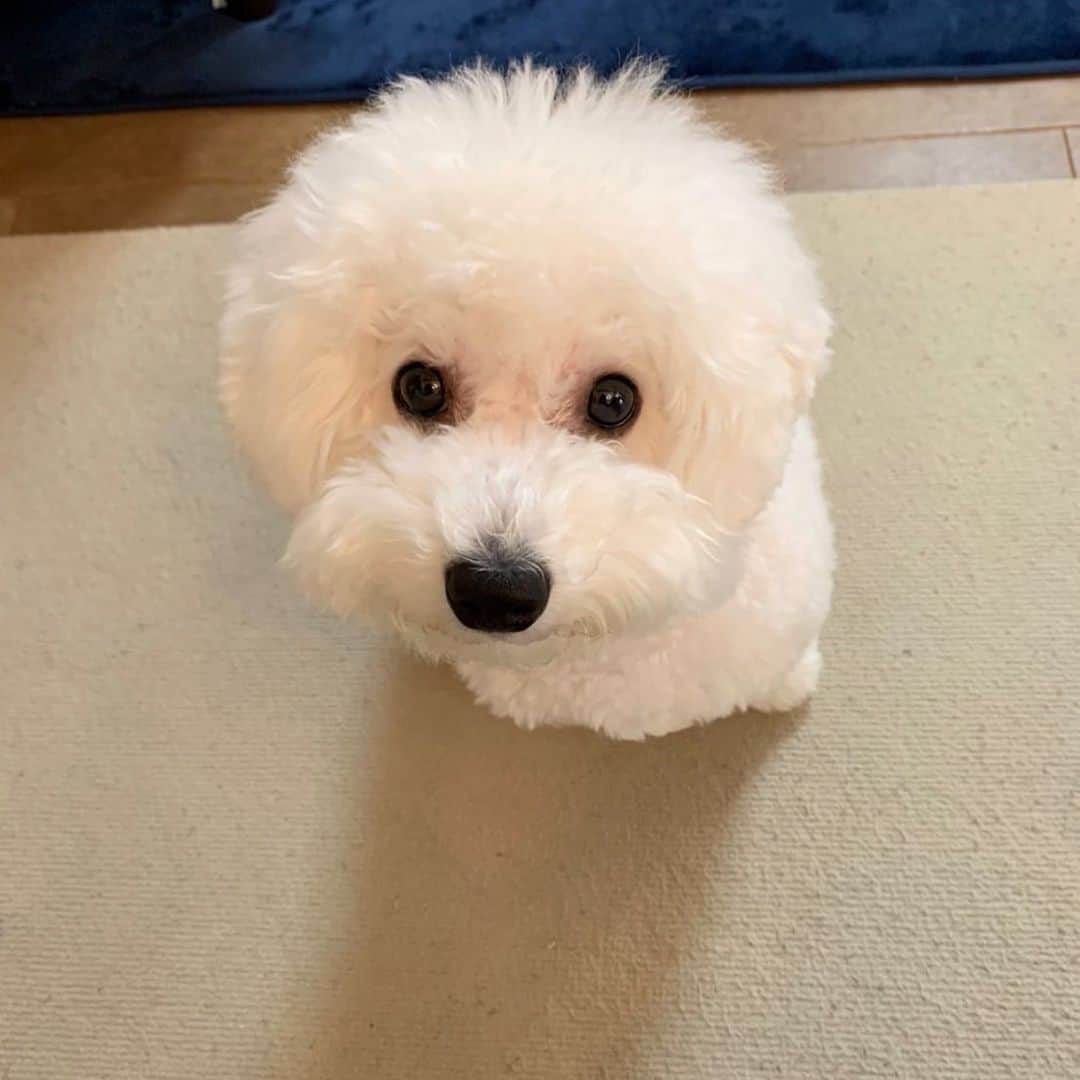 杉浦みずきのインスタグラム：「. 母から送られてきた今朝のらむね 今日も丸いね  #ビションフリーゼ」
