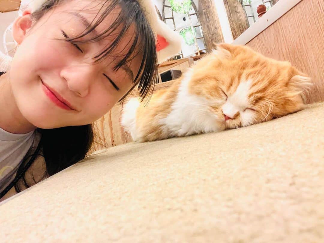 ニコ☆プチのインスタグラム：「🐈💤💞  初めての猫カフェに いやされまくりのユメナをシェア……❕😽❣️ （この写真でいやされてね♩）  おなじ顔で寝てる！？😹💤笑  #飯尾夢奏 #ニコプチ #オフショット  #猫カフェ  #ねこすたぐらむ」