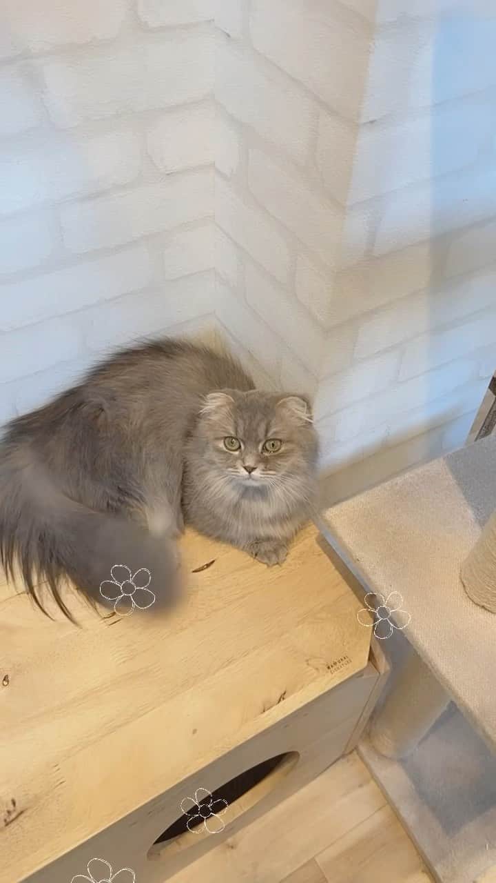 天羽しおりのインスタグラム：「猫カフェ通いつめたい^. .^」