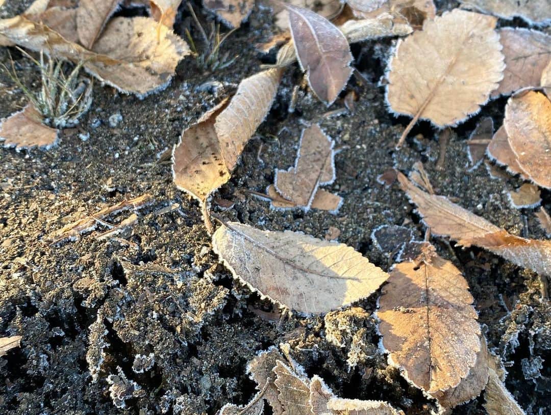 山上紗和 さんのインスタグラム写真 - (山上紗和 Instagram)「冬だねぇ❄️☃️  今朝、生まれて初めて凍った地面や霜柱を見た息子  わたしは田舎育ちなので、慣れてますが  👦🏻「え？！なんで土も葉っぱも凍ってるの？！もしかして地面の下を掘ったら氷が出てくるの？！え？！」  港区育ちっておそろしいね😂 積もった雪は見たことがあっても、霜の存在は知らなかったようです❄️  そうか、そもそも土すらそんなに見たことが無かったか、、  田舎に引っ越して良かったなぁ、と感じた朝でした。  #けど #田舎の床 #寒すぎ  #霜柱 #霜 #12月 #師走 #田舎育ち #都会育ち #カルチャーショック #冬の朝 #田舎の冬 #電気毛布 #買うか迷う #空気が澄んでて気持ちいい #⛅️ #⛄️ #❄️」12月20日 14時10分 - moon_sawa