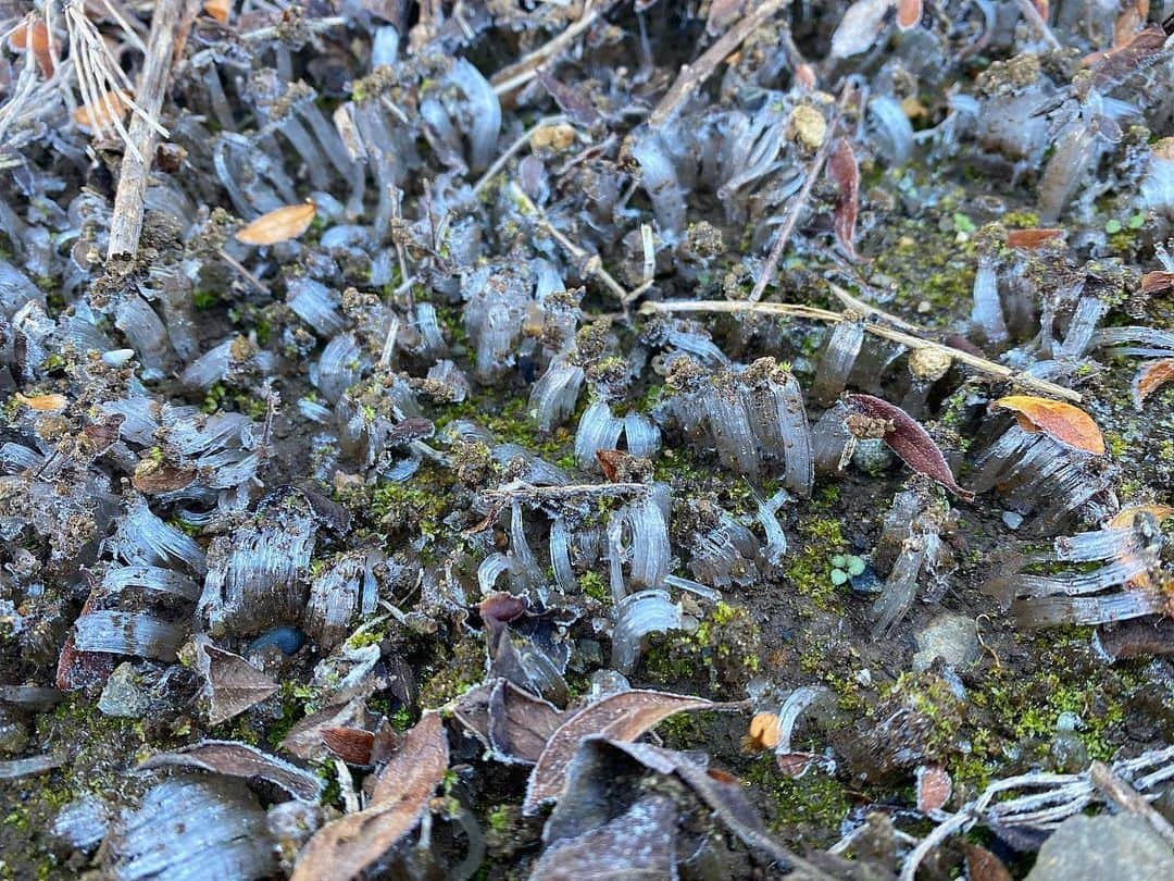 山上紗和 のインスタグラム：「冬だねぇ❄️☃️  今朝、生まれて初めて凍った地面や霜柱を見た息子  わたしは田舎育ちなので、慣れてますが  👦🏻「え？！なんで土も葉っぱも凍ってるの？！もしかして地面の下を掘ったら氷が出てくるの？！え？！」  港区育ちっておそろしいね😂 積もった雪は見たことがあっても、霜の存在は知らなかったようです❄️  そうか、そもそも土すらそんなに見たことが無かったか、、  田舎に引っ越して良かったなぁ、と感じた朝でした。  #けど #田舎の床 #寒すぎ  #霜柱 #霜 #12月 #師走 #田舎育ち #都会育ち #カルチャーショック #冬の朝 #田舎の冬 #電気毛布 #買うか迷う #空気が澄んでて気持ちいい #⛅️ #⛄️ #❄️」