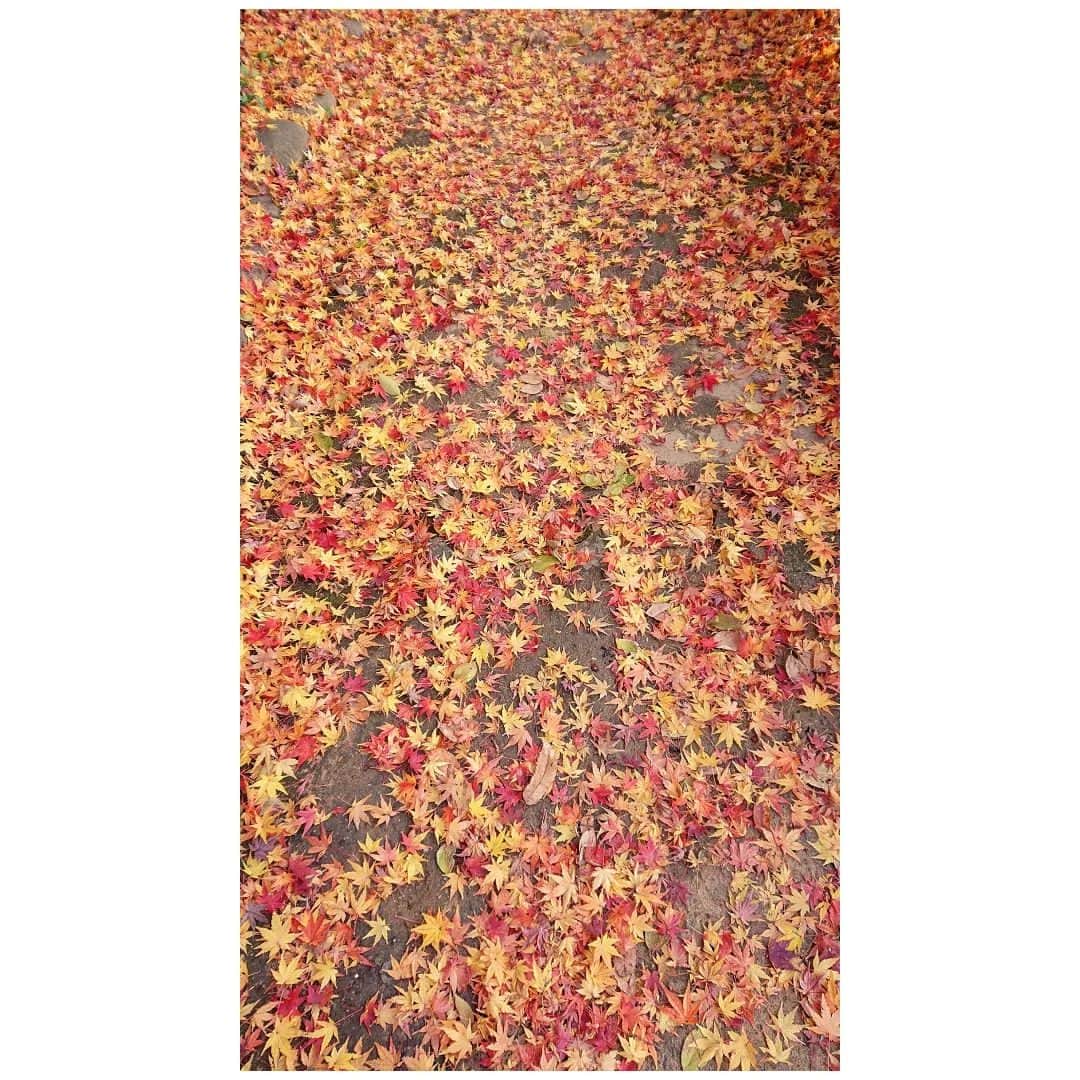 花村怜美のインスタグラム：「冬だけど。 まだここは秋の色でした。 #紅葉 #黄葉 #落葉 #植物 #自然 #風景 #新宿 #maple #leaf #leaves #autumnleaves #fallenleaves #beautiful #nature #plants #japan」