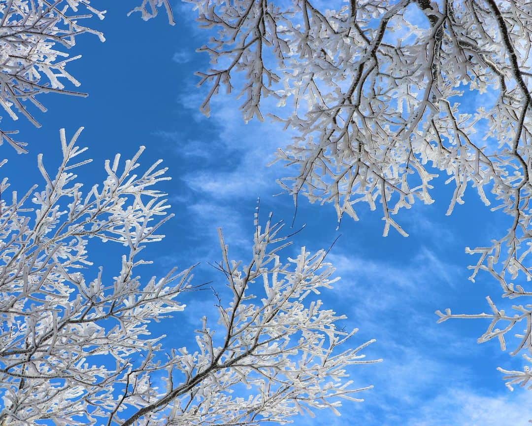 九州電力さんのインスタグラム写真 - (九州電力Instagram)「❄️九州では珍しい霧氷の銀世界❄️ . 大分県別府市にある「鶴見岳」は、霧氷が山上一帯を覆う九州では珍しいスポットです🏔 12月上旬から3月中旬に、気温や風などの気象条件が揃うと、木々に氷の花が咲き神秘的な景色が広がります❄️ . ※写真は別府ロープウェイ様よりご提供いただいたものです。 ※写真は過去に撮影されたものです。 ※最新情報はホームページをご確認ください。 . 気兼ねなくお出かけできる日が来るまで、お届けする九州の風景が、皆さまの元気や癒しになれば幸いです🍀 九電グループでは、「あしたプロジェクト～あしたを、しんじて、たすけあおう～」を展開しています。詳しくは、HPをご覧ください✨ . #九州電力 #大分 #別府市 #鶴見岳 #雪景色 #霧氷 #雪化粧 #銀世界」12月20日 17時00分 - kyuden_official