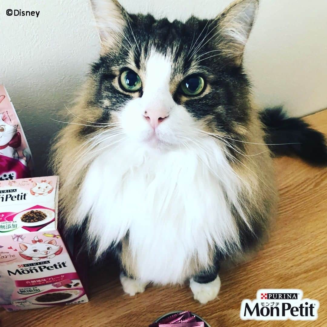 Purina Mon Petit Japanさんのインスタグラム写真 - (Purina Mon Petit JapanInstagram)「もう見つけましたか？ #モンプチ から #ディズニー #おしゃれキャット 「マリー」デザイン製品が発売中☺🎀  限定『ディズニー』デザインシリーズは全部で3種類🐈♡  ◆「モンプチ ドライ ナチュラル」味わい深い真鯛パウダー入り贅沢白身魚　  ◆「モンプチ ドライ (ボックス)」真鯛風味フレーク　5種の魚介 贅沢ブレンド　  ◆「モンプチ クリスピーキッス」真鯛パウダー入り 贅沢サーモン味  オシャレで可愛いマリーちゃんパッケージはもちろん、限定製品にしかない鯛を使ったフレーバーであなたのネコちゃんも特別なこの味わいをきっと喜んでくれるはず♪  ぜひ、お近くのホームセンター、スーパー、薬局、オンラインショップなどで見つけてくださいね。  詳しくはプロフィールの「モンプチ」公式HPからチェック♡」12月20日 17時54分 - monpetit_jp