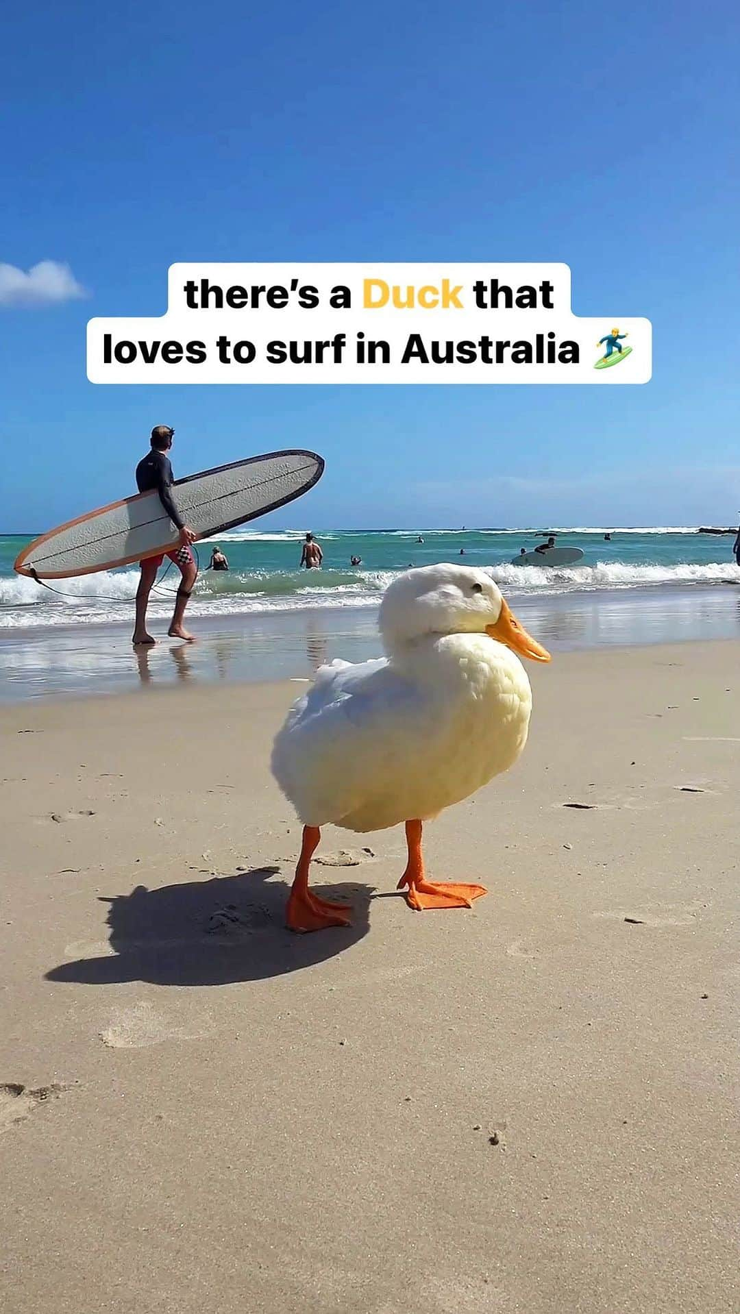 アラン・ディクソンのインスタグラム：「hide your girlfriend, @rainbowbayduck‘s got skills 🏄‍♂️ 🌊  #ducksofinstagram #surfing #ducks #surfingduck #rainbowbay #goldcoast #queensland #australia」