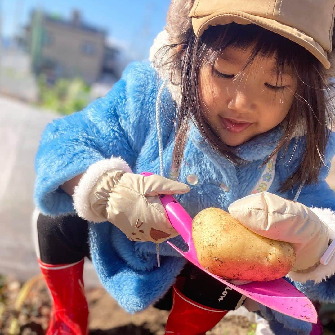 川畑雅秀のインスタグラム：「お正月にジャガイモ掘り🥔🥔 すごく喜んでたぁ〜😁 今年もいっぱい収穫するぞー🍅🍠🥕🥒🥦  #畑 #ジャガイモ #ジャガイモ収穫体験 #貸農園 #3歳 #娘 #月ちゃん #かわばたくん #吉本芸人」