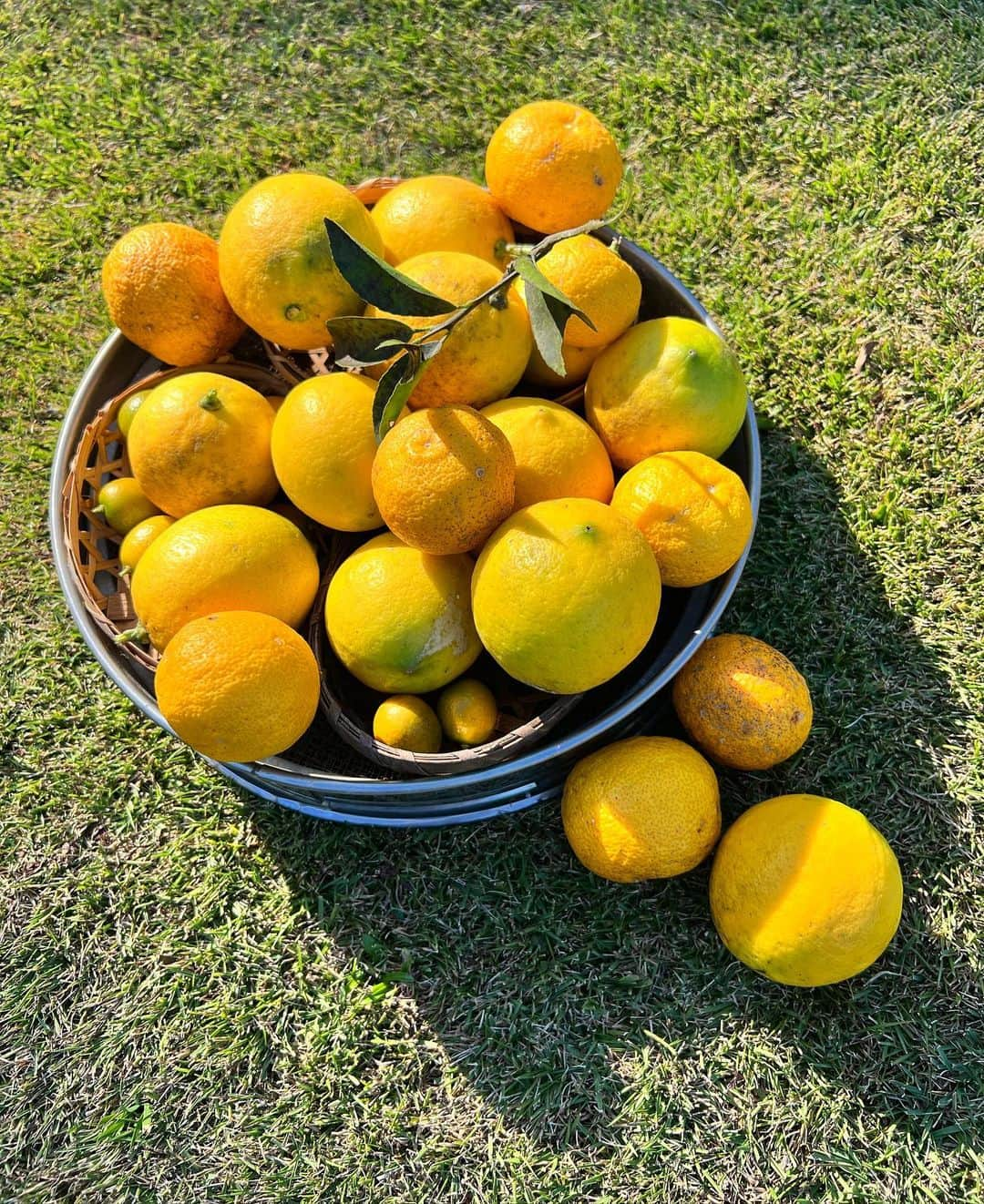 矢野未希子さんのインスタグラム写真 - (矢野未希子Instagram)「お庭のレモン、柚、キンカン🍋 こんなにたくさん収穫✨ ビタミンCいっぱいカラダに入れて 年末の疲れをととのえよー💫  テニスボールみたいで可愛い🎾」12月21日 15時25分 - mikko1104