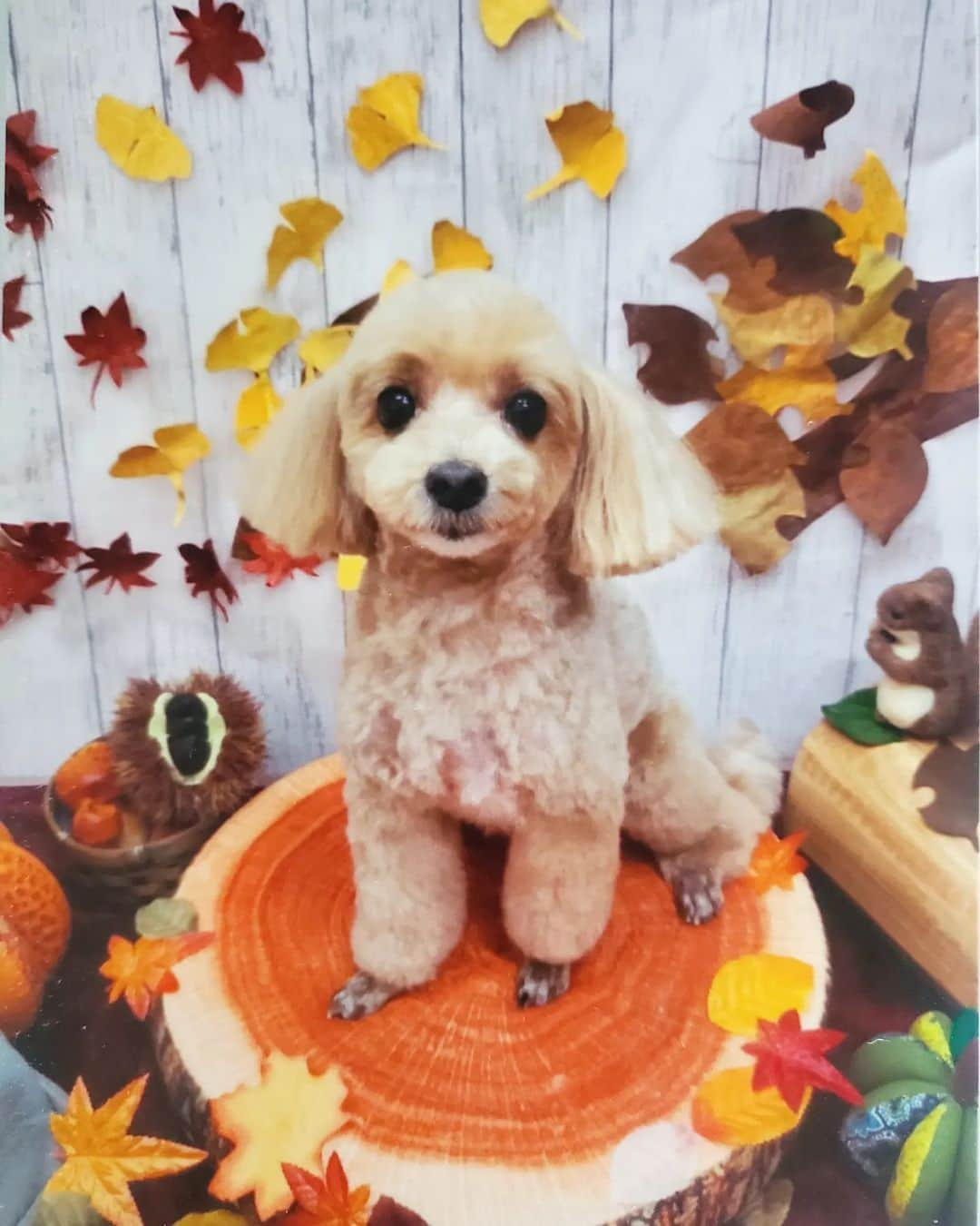 玄里さんのインスタグラム写真 - (玄里Instagram)「Belated season's greetings from Momo my baby 🐶🍁🍂  #もも日記 #マルプー」12月21日 14時12分 - hyunri__official