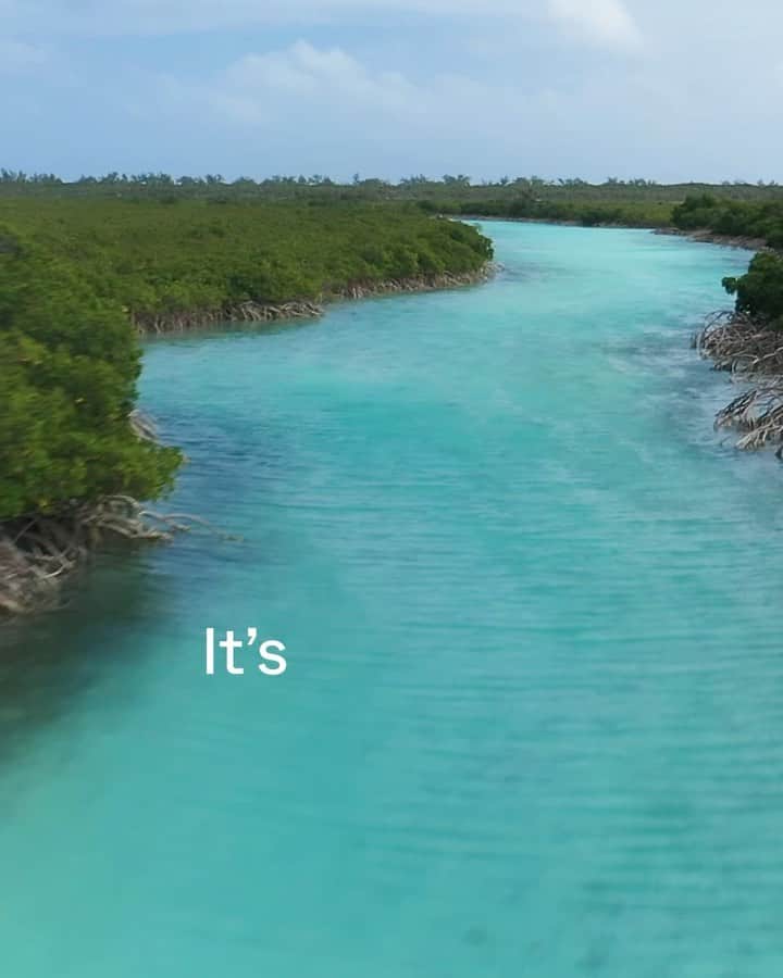 のインスタグラム：「PLEASE SHARE!  Join thousands around the world in a challenge of a lifetime: plant one million mangroves. It’ll take all of us to fight climate change and save our planet — and this is how you can do your part 🙏🏽 @onlyone」
