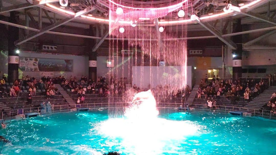 桜井彩のインスタグラム：「❤️Bright Christmas Party🐬✨  #品川 #水族館 #イルカショー #ドルフィンパフォーマンス #マクセルアクアパーク品川」