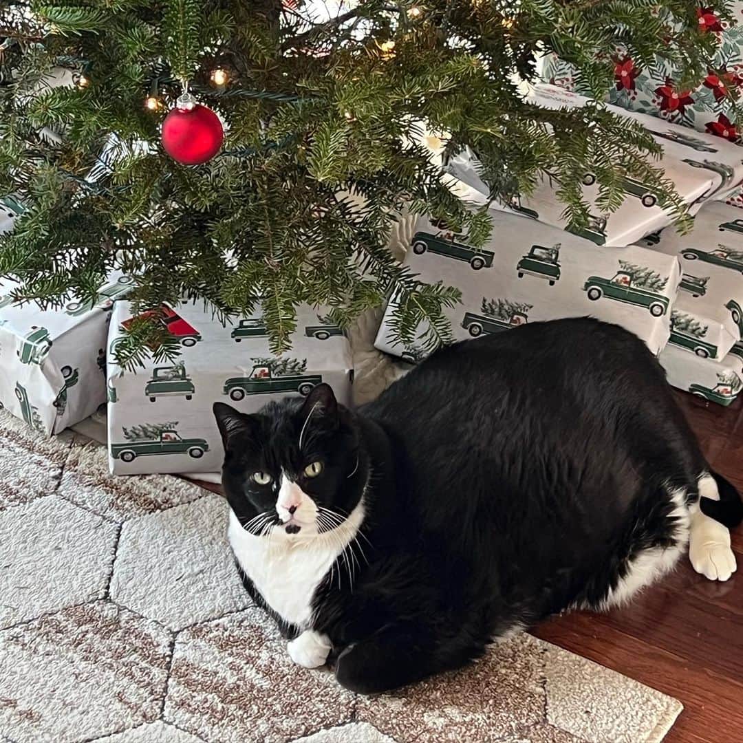 Tuxedo Cat Brosのインスタグラム：「Christmas time is here!! What’s under your tree this year? 🎄」